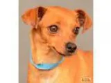 Adopt Hip a Brindle Cane Corso  Mixed dog in Van Nuys CA (152169
