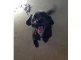Adopt Bruce a Chinese Crested Dog