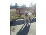 American bulldog for sale