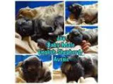 Adopt Jay a English Shepherd Australian Shepherd