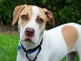Adopt JADE a Catahoula Leopard Dog