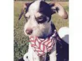 Adopt Ally - super sweet little girl (WA) a Wirehaired Terrier W