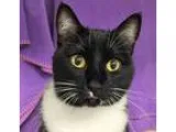 Adopt Cindy a Black and White or Tuxedo Manx (short coat) cat in
