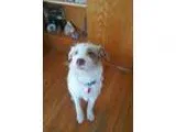 Adopt TANGO a Wheaten Terrier
