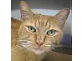 Adopt Smarty Cat a Domestic Short Hair