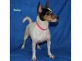 Adopt Daisy a Rat Terrier Jack Russell Terrier Mixed dog in Al