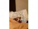 Adopt Lexy a Miniature Pinscher