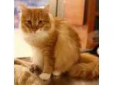 Adopt Fergus a Orange or Red (Mostly) Maine Coon  Mixed cat in S
