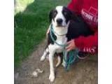 Adopt Lydia a Black - with White Hound (Unknown Type)  Labrador 