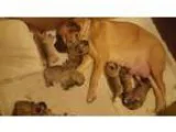 Excellent Bullmastiff Puppies Available