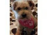 Adopt AddieTX a TanYellowFawn Terrier (Unknown Type Medium)  Poo