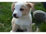 Adopt Frankie a Tricolor (TanBrown and Black and White) Miniatur
