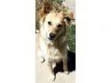 Adopt Blaze a RedGoldenOrangeCh estnut - with White Golden Retri