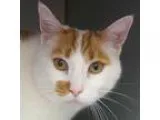 Adopt Patches a Domestic Shorthair cat in Rancho Santa Fe CA (14