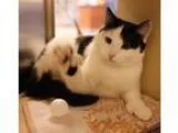 Adopt Manny a Black and White or Tuxedo Domestic Shorthair  Mixe