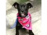 Adopt Olga a Pit Bull Terrier Retriever