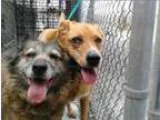 Adopt Tessa and Nemo a Shetland Sheepdog Sheltie Rhodesian Ridge
