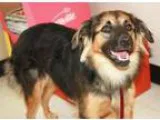 Adopt Rowan a Tricolor (TanBrown and Black and White) Shepherd (