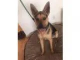 Adopt Tacoma a German Shepherd Dog Australian Kelpie