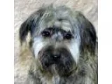 Adopt CeCe a Brindle Havanese  Mixed dog in Modesto CA (15378950