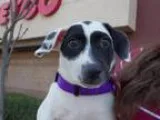 Adopt BoxerLab Mix Puppies (3) a Boxer  Labrador Retriever dog i