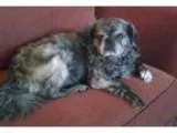 Pet Waste Removal