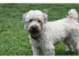 Adopt Quincy a Wheaten Terrier
