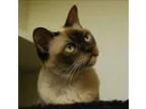 Adopt Mya a Burmese  Mixed cat in Victoria BC (15203832)