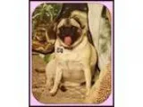 Adopt Juliet a Pug