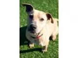 Adopt Moogley a TanYellowFawn Pit Bull Terrier  Mixed dog in Atl