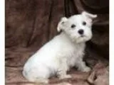 Miniature schnauzer puppy for sale