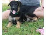 Precious German Shepherd Puppies