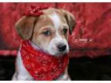 Adopt Opal a Terrier Jack Russell Terrier
