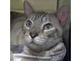 Adopt Thunder a Bengal  Mixed cat in Escondido CA (15188972)