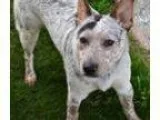 Adopt Cisco a Australian Cattle Dog (Blue Heeler)
