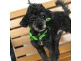 Adopt Tuxedo a White Poodle (Miniature)  Mixed dog in Detroit MI