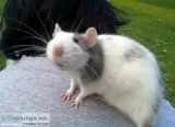 2 Adult Female Pet Rats