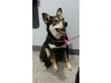 Adopt Fiona a Cattle Dog Shepherd