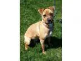 Adopt Flower a Beagle Pug