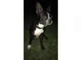 Adopt Abigail a Dachshund