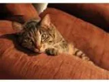 Adopt Jasper a Tan or Fawn Tabby Domestic Shorthair (short coat)