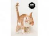 Adopt Juno PetSmart Canton a Domestic Short Hair