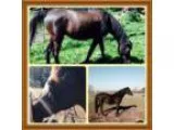 Sponsor a Rescue Horse