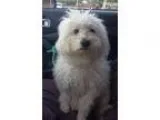 Adopt Kasper a Bichon Frise Poodle