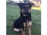 Adopt Paz a Black - with Tan Yellow or Fawn German Shepherd Dog 