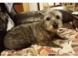 Adopt Tori a GrayBlueSilverSal t and Pepper Westie West Highland