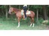 Flashy Incentive Fund AQHA gelding