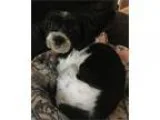 Adorable Shih Tzu for Adoption 2 Years Old
