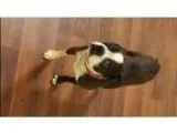 English Springer Spaniel 4 yrs old