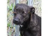 Adopt Harley a Brindle Terrier (Unknown Type Medium)  Mixed dog 